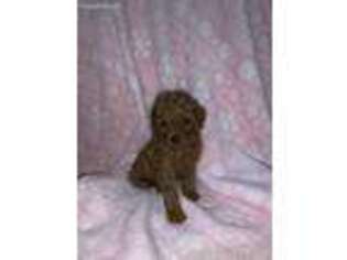 Mutt Puppy for sale in Auburn Hills, MI, USA