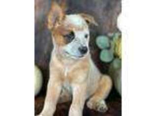 Australian Cattle Dog Puppy for sale in Cropwell, AL, USA