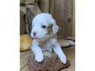 Cavapoo Puppy for sale in Albertville, AL, USA