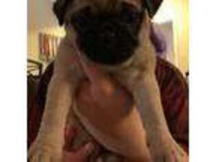 Pug Puppy for sale in Canton, OH, USA