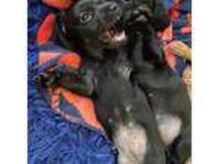 Dachshund Puppy for sale in Mount Dora, FL, USA