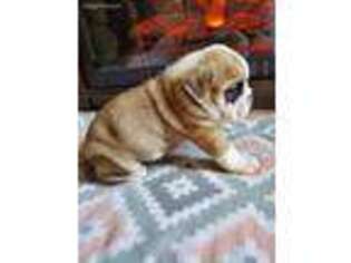 Olde English Bulldogge Puppy for sale in Monona, IA, USA