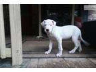 Dogo Argentino Puppy for sale in Pensacola, FL, USA