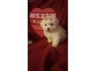 Bichon Frise Puppy for sale in Blanchester, OH, USA