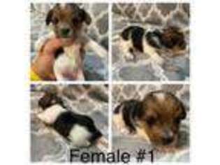 Yorkshire Terrier Puppy for sale in Luling, LA, USA