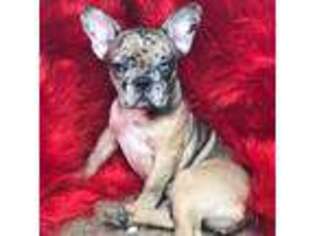 French Bulldog Puppy for sale in Chiefland, FL, USA