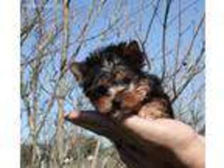 Yorkshire Terrier Puppy for sale in Washington, LA, USA
