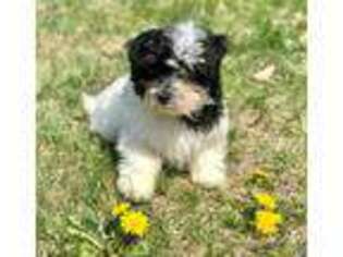 Maltese Puppy for sale in Stafford Springs, CT, USA