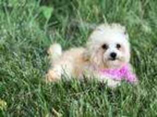 Mutt Puppy for sale in Winfield, MO, USA