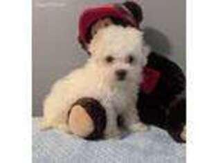 Bichon Frise Puppy for sale in Dundee, OH, USA
