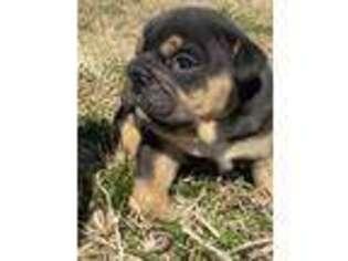 Bulldog Puppy for sale in Kinta, OK, USA