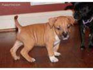 American Staffordshire Terrier Puppy for sale in Garner, NC, USA