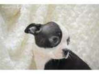 Border Terrier Puppy for sale in Davie, FL, USA