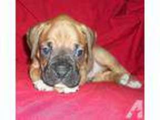 Boxer Puppy for sale in BLAND, MO, USA