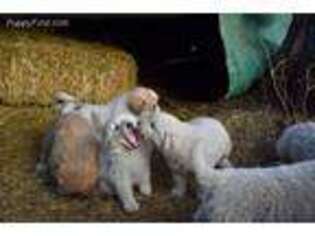 Great Pyrenees Puppy for sale in Sedalia, CO, USA