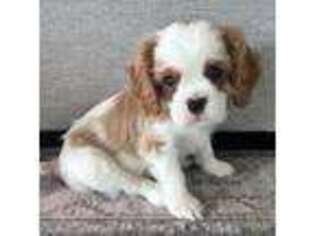 Cavalier King Charles Spaniel Puppy for sale in Waterford, CA, USA