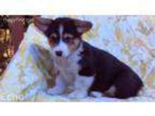 Pembroke Welsh Corgi Puppy for sale in Lenoir City, TN, USA