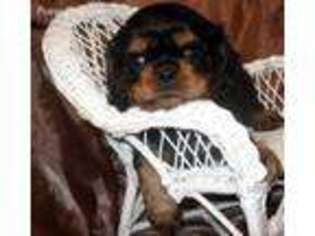 Cavalier King Charles Spaniel Puppy for sale in Laporte, CO, USA