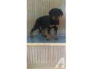Rottweiler Puppy for sale in WHITESTONE, NY, USA