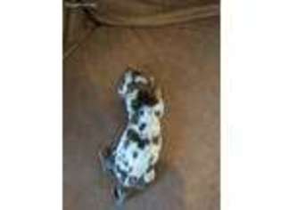 Dachshund Puppy for sale in Mapleton, UT, USA