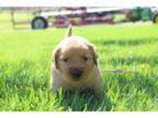 Golden Retriever Puppy for sale in Lincoln, NE, USA