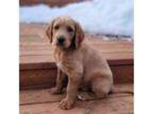Labradoodle Puppy for sale in Minden, NV, USA