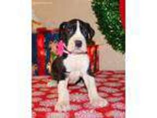 Great Dane Puppy for sale in Carrollton, MO, USA