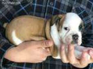 Olde English Bulldogge Puppy for sale in Paso Robles, CA, USA