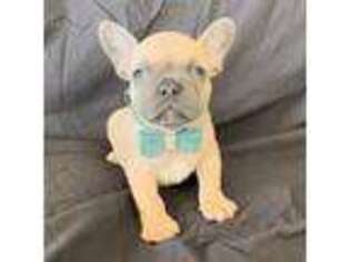 French Bulldog Puppy for sale in Oakley, CA, USA