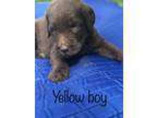 Labradoodle Puppy for sale in Rock Hill, SC, USA