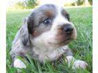 Dachshund Puppy for sale in Rattan, OK, USA