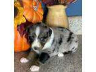 Australian Shepherd Puppy for sale in Howardsville, VA, USA