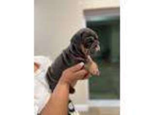 Bulldog Puppy for sale in Labelle, FL, USA