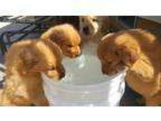 Golden Retriever Puppy for sale in Lakewood, CA, USA