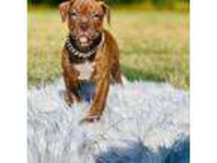 Olde English Bulldogge Puppy for sale in Lithonia, GA, USA