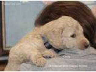 Goldendoodle Puppy for sale in Waco, TX, USA
