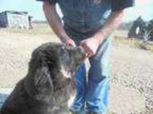 Tibetan Mastiff Puppy for sale in Brayton, IA, USA