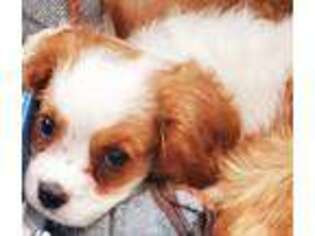 Cavalier King Charles Spaniel Puppy for sale in Albert Lea, MN, USA