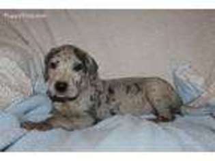Great Dane Puppy for sale in Russell Springs, KY, USA