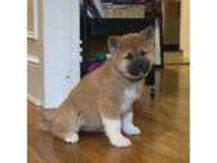 Akita Puppy for sale in Coopersburg, PA, USA