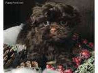 Mutt Puppy for sale in Blountville, TN, USA
