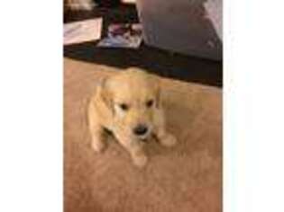 Golden Retriever Puppy for sale in Pittsboro, NC, USA