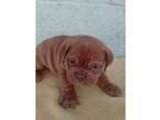 Olde English Bulldogge Puppy for sale in Atwood, IL, USA