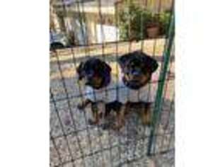 Rottweiler Puppy for sale in Glendale, CA, USA