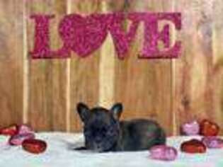 French Bulldog Puppy for sale in Columbus, KS, USA