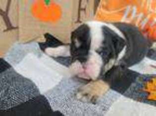 Bulldog Puppy for sale in Dade City, FL, USA