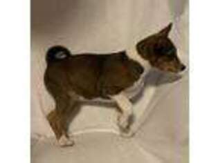 Basenji Puppy for sale in Roosevelt, UT, USA