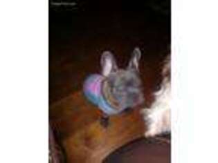 French Bulldog Puppy for sale in North Augusta, SC, USA