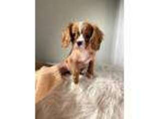 Cavalier King Charles Spaniel Puppy for sale in Newport Beach, CA, USA