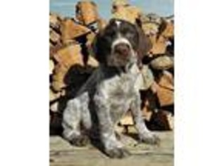 German Wirehaired Pointer Puppy for sale in Greeley, CO, USA